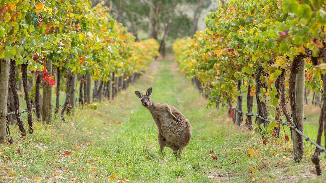 The Vines Motel & Cottages Stanthorpe Ngoại thất bức ảnh